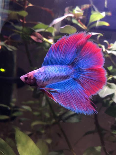 Petsmart betta - Jan 28, 2023 ... To determine if a betta fish from PetSmart is healthy, you should look for the following signs: 1. Bright colors: Betta fish have vibrant ...